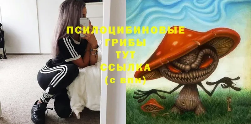 купить  цена  Малаховка  Псилоцибиновые грибы MAGIC MUSHROOMS 